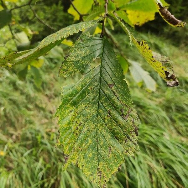 Ulmus glabra Blatt