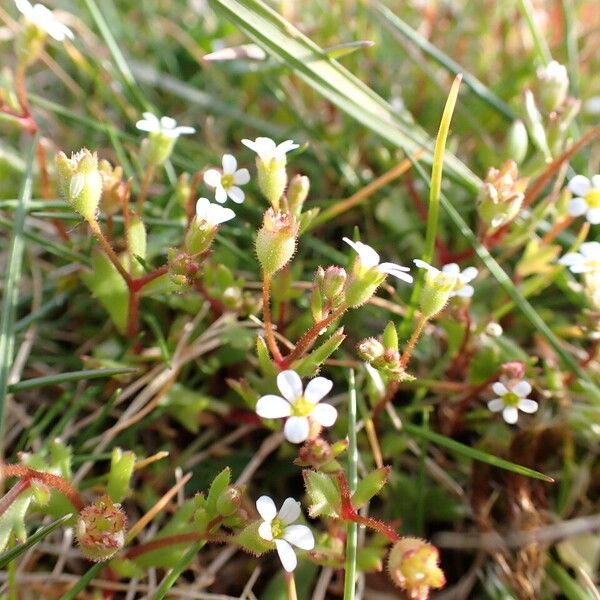 Saxifraga tridactylites Habitus