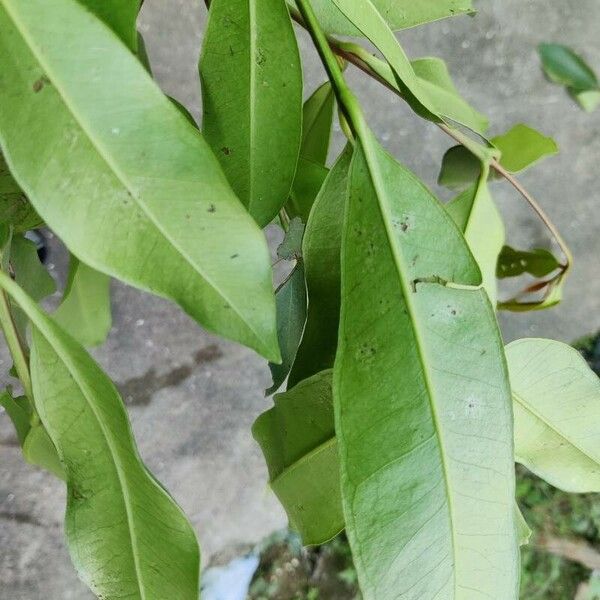 Syzygium acuminatissimum Φύλλο