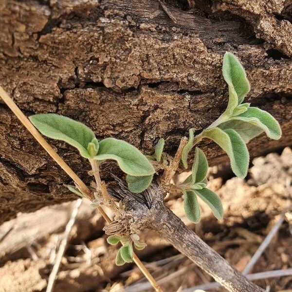 Sericocomopsis hildebrandtii 葉