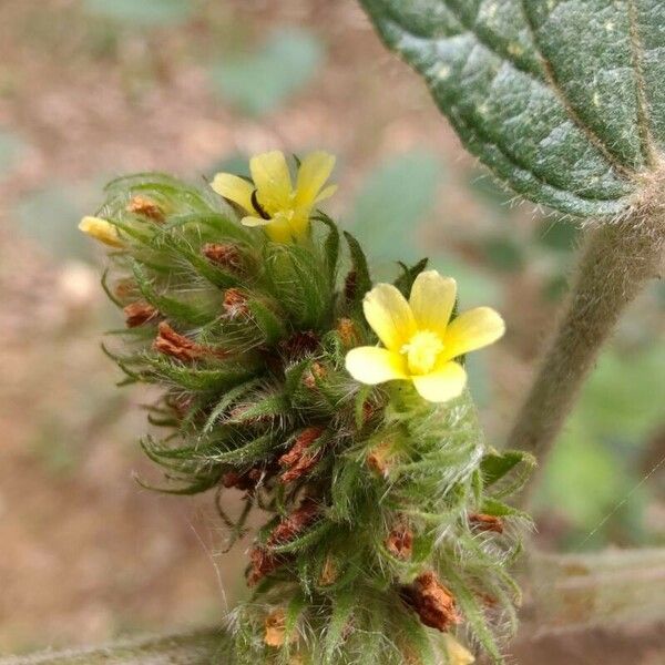 Waltheria indica Kwiat