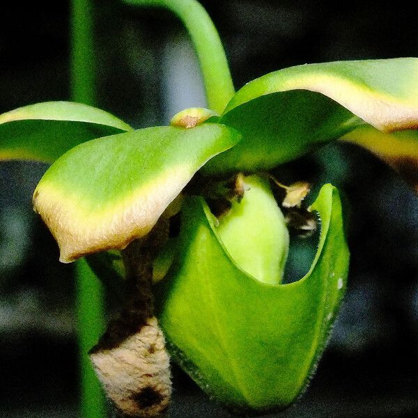 Sarracenia flava फूल