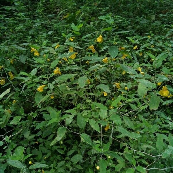 Impatiens noli-tangere Habit