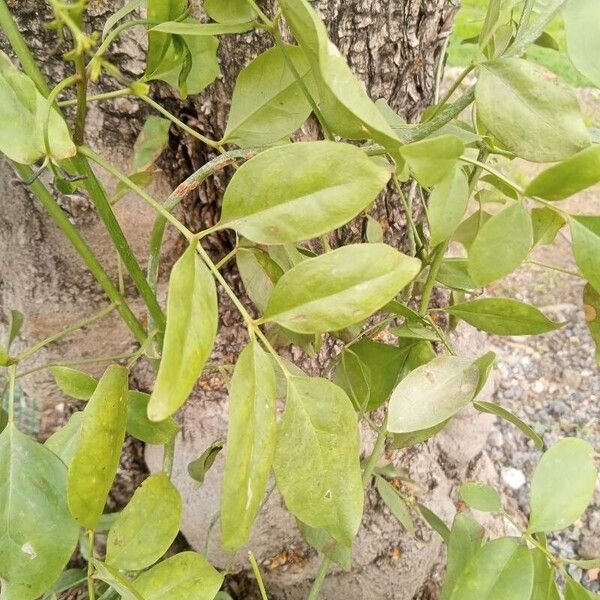 Pandorea jasminoides Листок