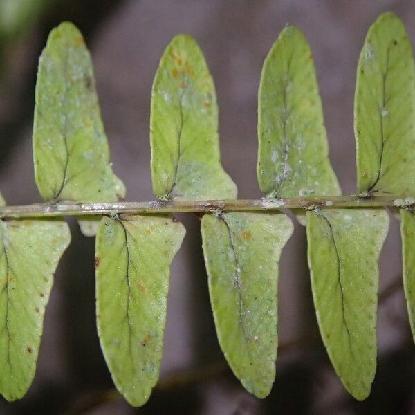 Nephrolepis undulata Blad