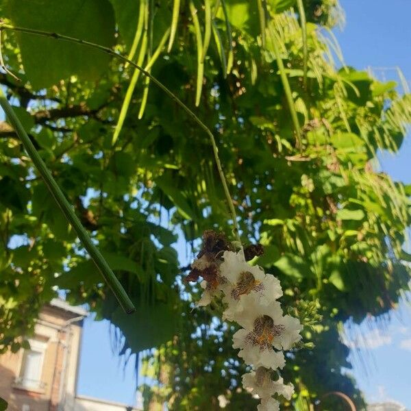 Catalpa bignonioides 花