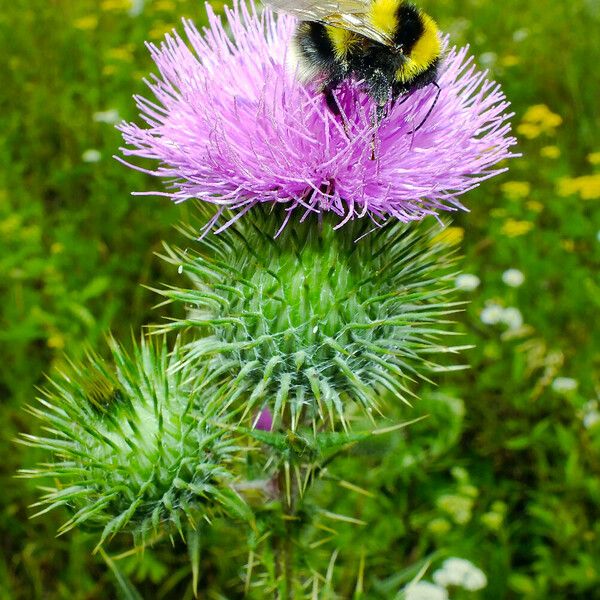 Cirsium vulgare Flower