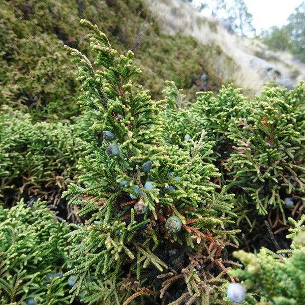 Juniperus monticola 葉