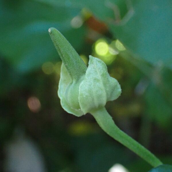 Thunbergia fragrans Fruit