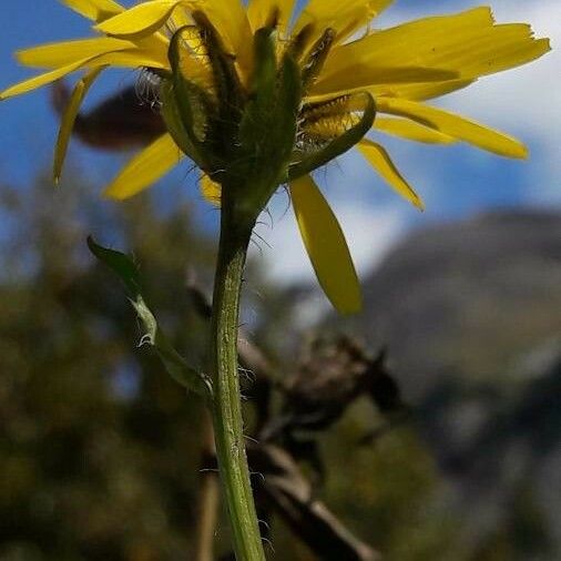 Crepis pyrenaica Цветок