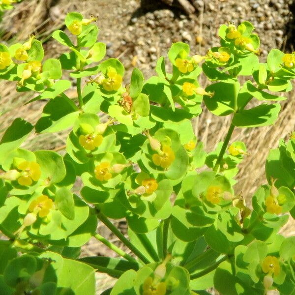 Euphorbia seguieriana 花