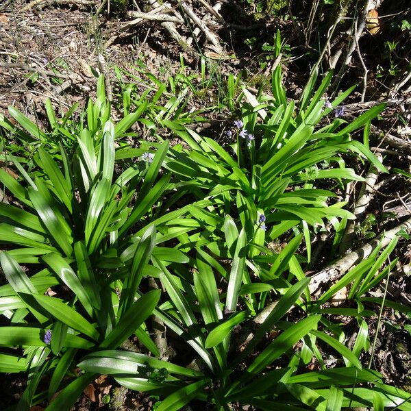 Scilla lilio-hyacinthus Агульны выгляд
