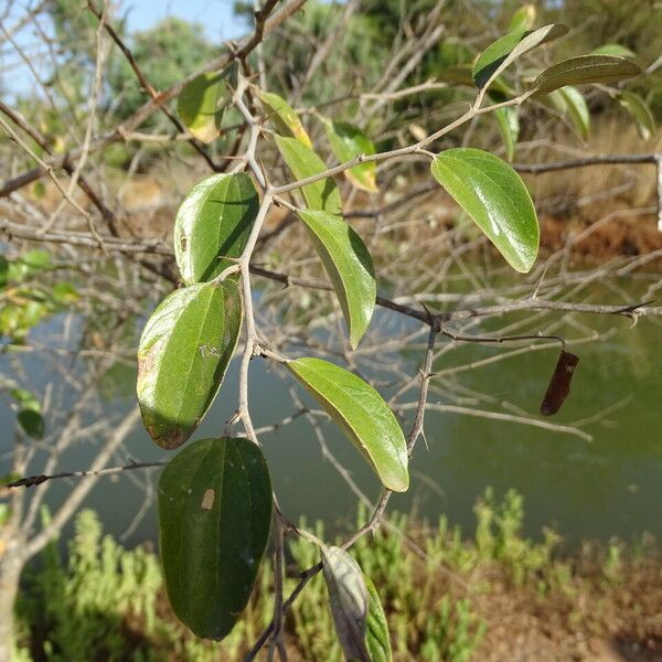 Ziziphus mauritiana چھال