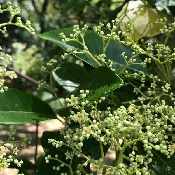 Esenbeckia leiocarpa ফুল