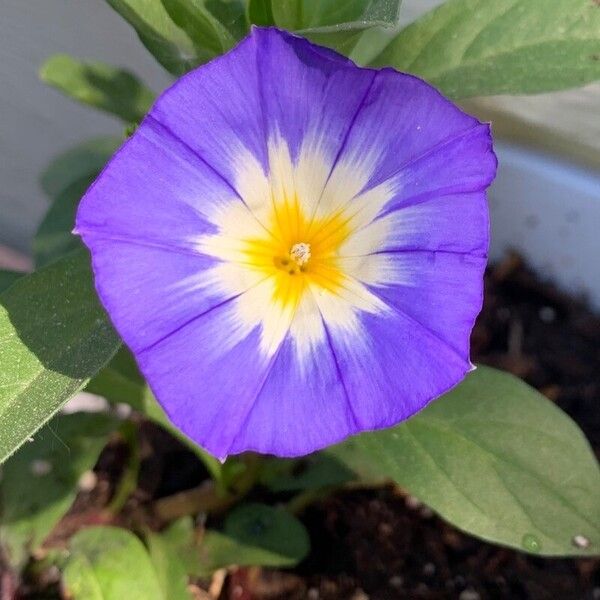 Convolvulus tricolor Blomst