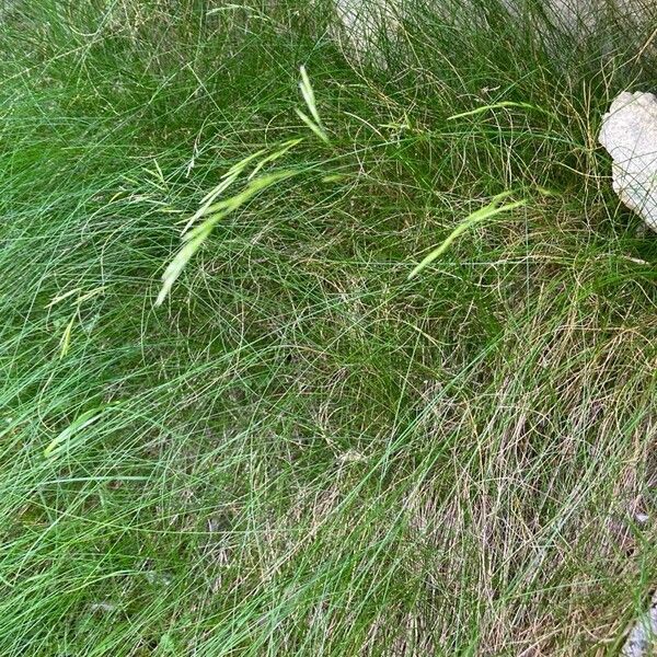 Festuca flavescens Flor