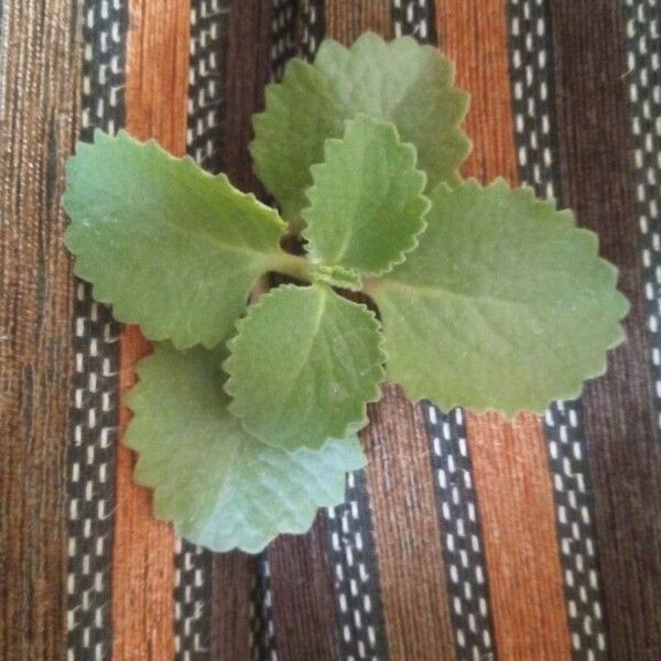 Plectranthus amboinicus Lehti