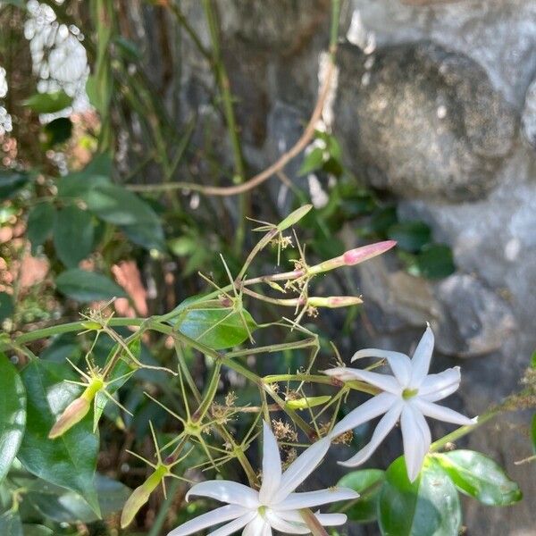 Jasminum laurifolium Floro