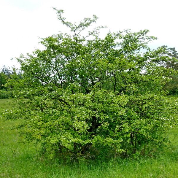 Crataegus monogyna Habitatea