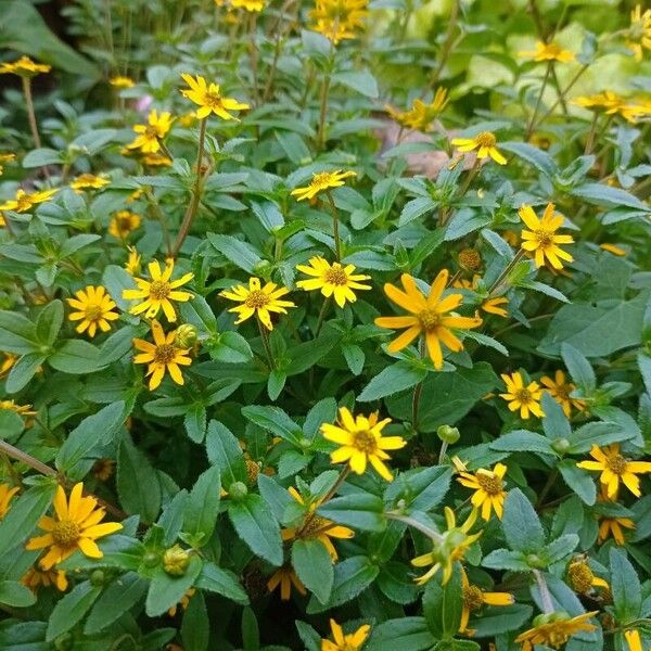 Sanvitalia procumbens Habit