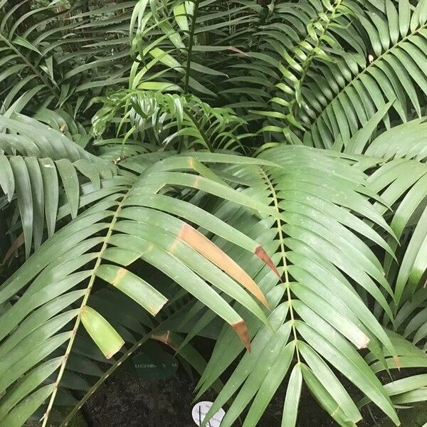 Ceratozamia mexicana Lapas