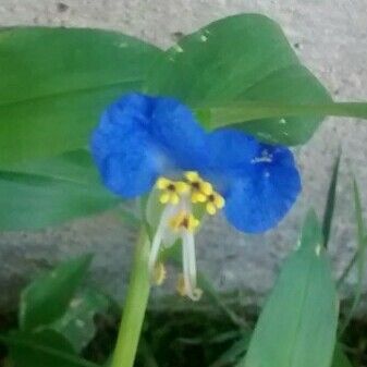 Commelina erecta Flor