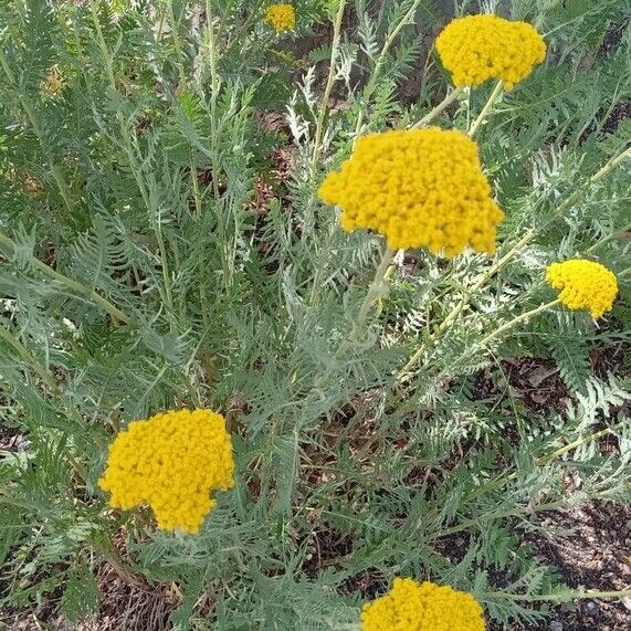 Achillea filipendulina Habit