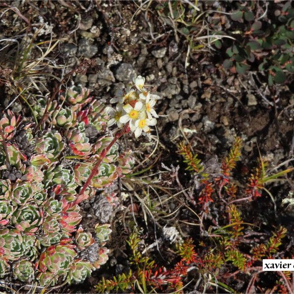 Saxifraga paniculata Flor