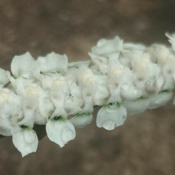 Listrostachys pertusa 花