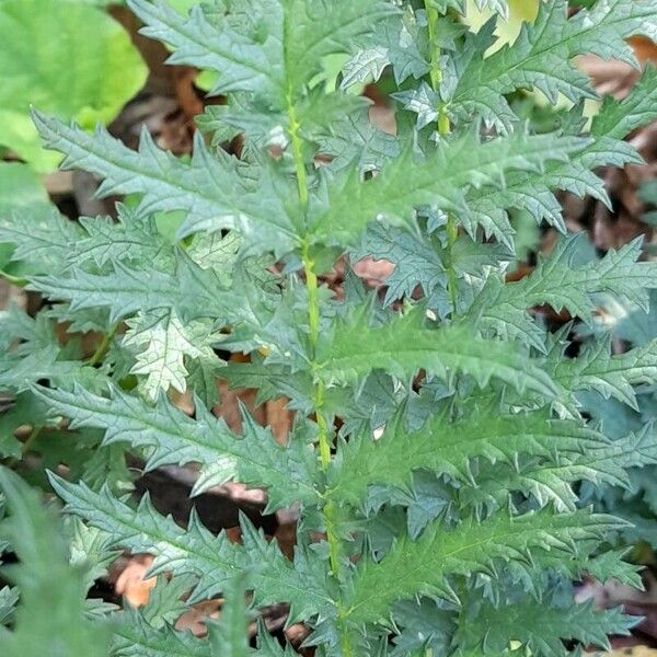 Filipendula vulgaris Leaf