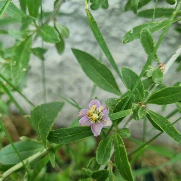 Lycium europaeum Flower