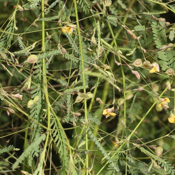 Aeschynomene filosa Blomst