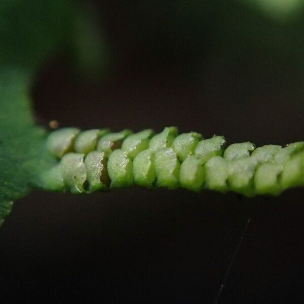 Lygodium microphyllum Folio