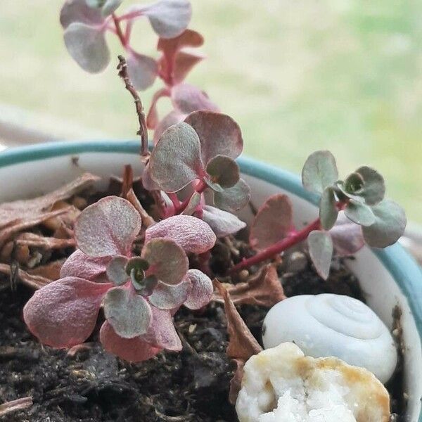 Crassula multicava Leaf