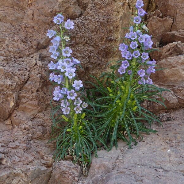 Campanula speciosa Habit