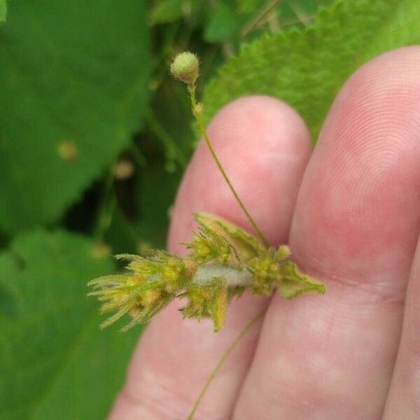 Sidastrum paniculatum Bloem