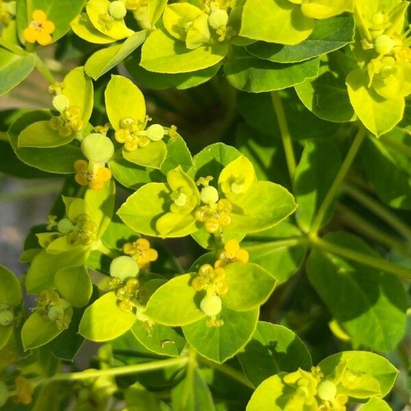 Euphorbia platyphyllos Žiedas