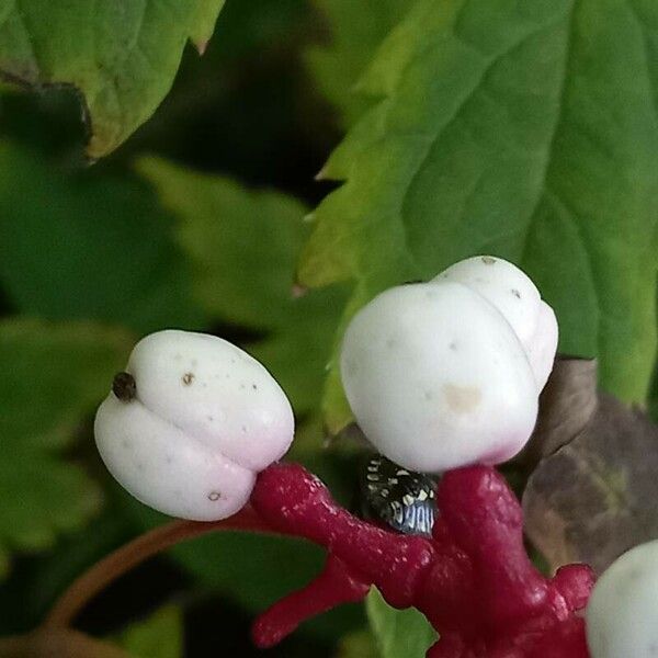 Actaea pachypoda Плід