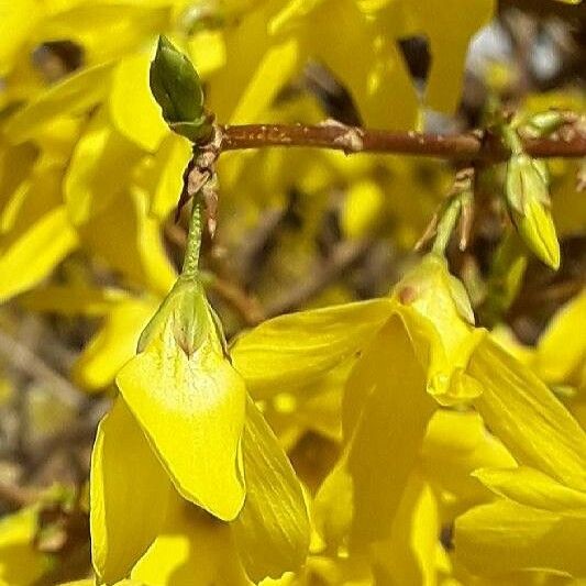 Forsythia suspensa Çiçek