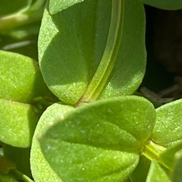 Lysimachia foemina Leaf