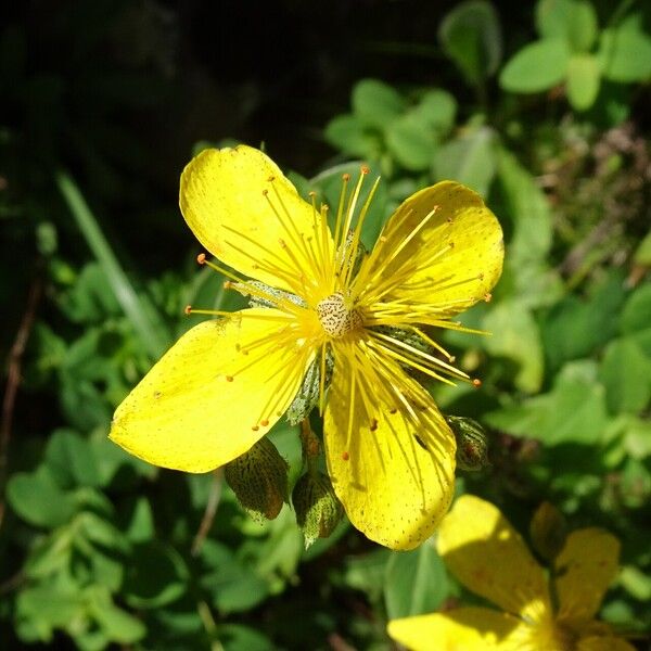 Hypericum richeri Cvet