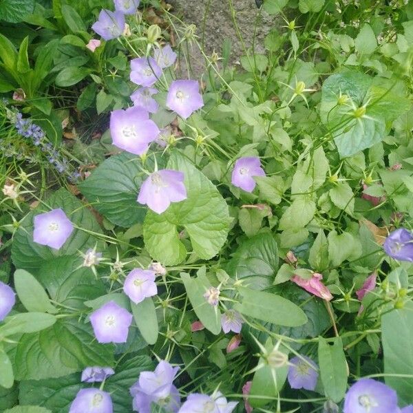 Campanula carpatica Floare