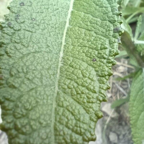 Pterocaulon alopecuroides Leaf