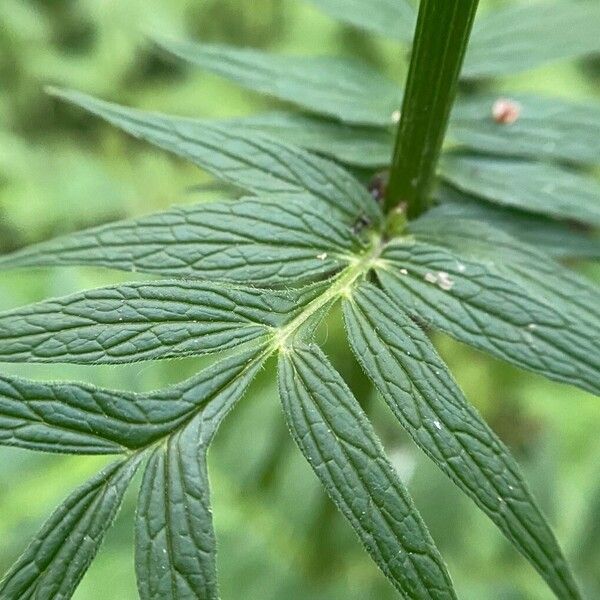 Valeriana officinalis Hoja