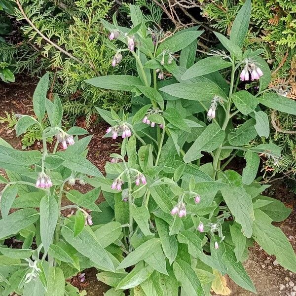 Symphytum officinale Habitus