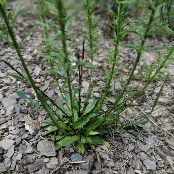 Anarrhinum bellidifolium Folha