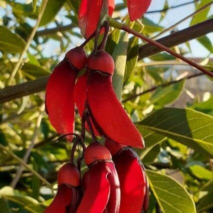 Erythrina crista-galli Квітка