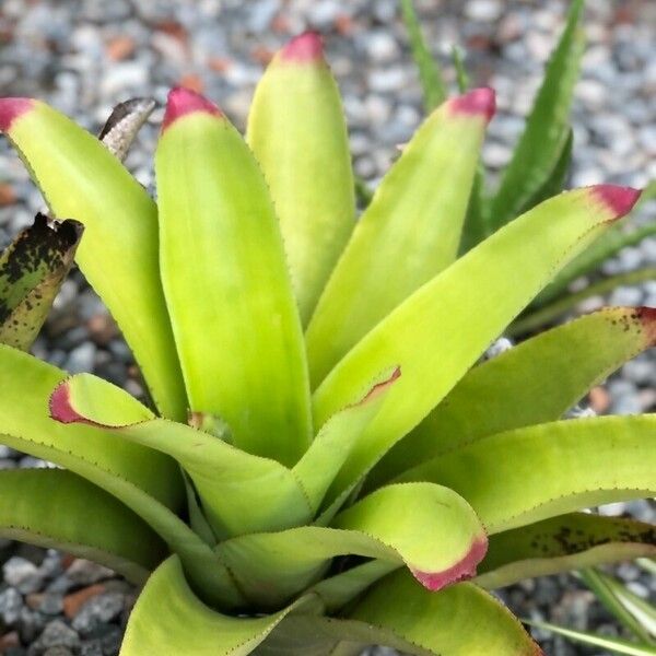 Guzmania plumieri Feuille