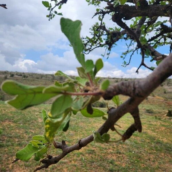 Lannea triphylla Blad