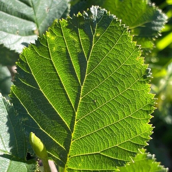 Alnus alnobetula Deilen